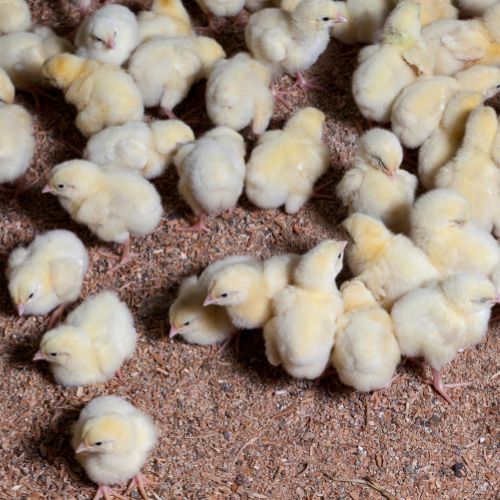 Livestock Raising
